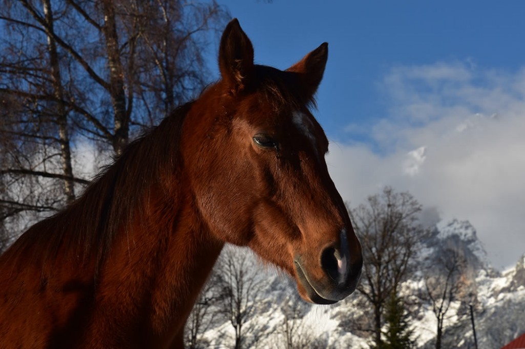 Auch die Pferde genießen den Winter in der Ramsau!